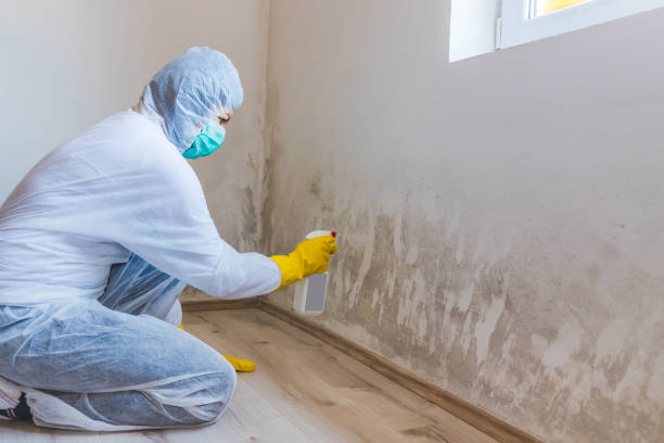 Licensed Black Mold Removal service in Red Bank, NJ - WQB Mold Removal