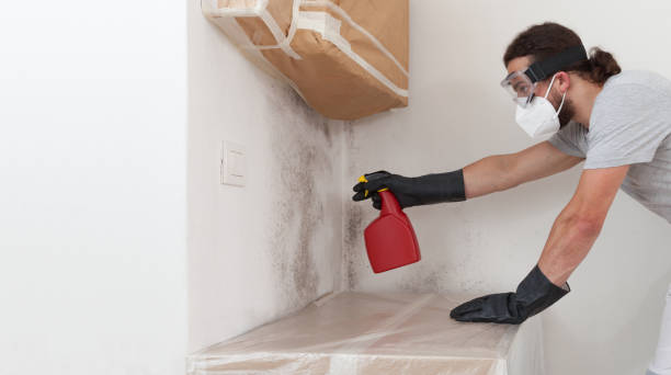 Professional Black Mold Removal technician working in Red Bank, NJ