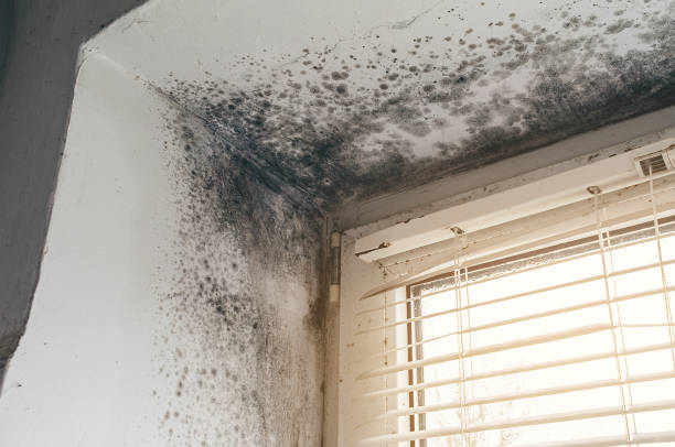 Affordable Black Mold Removal solutions in Red Bank, NJ