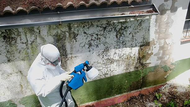 Top rated local Black Mold Removal specialists in Red Bank, NJ